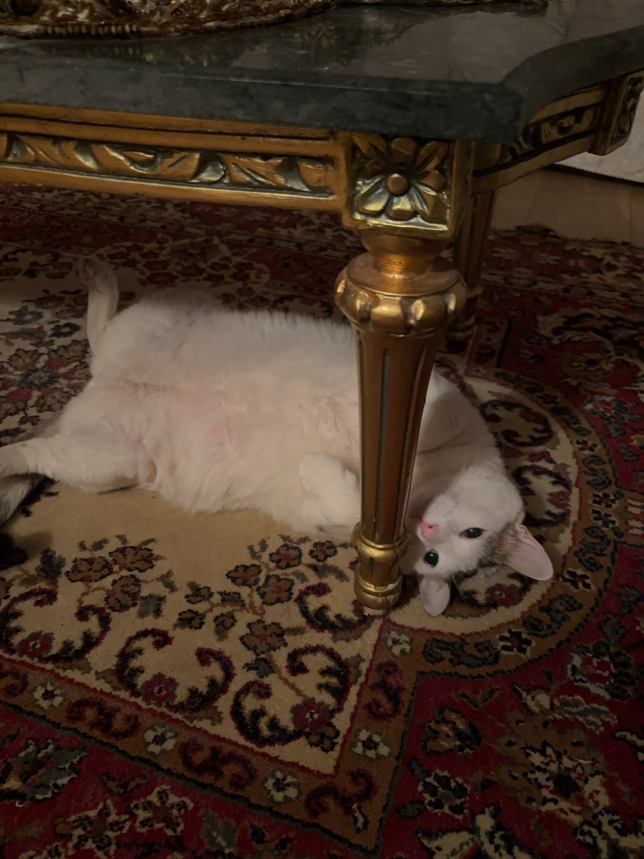 A cat on International Cat Day